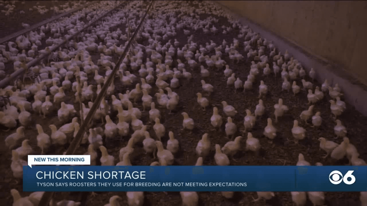Tyson Blames Chicken Shortage on Roosters