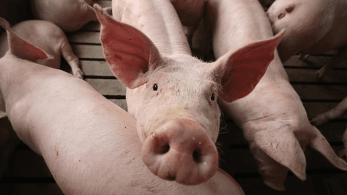 White House dances around a big contributor to climate change: Agriculture